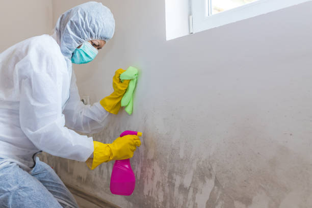 Best Mold Removal for HVAC Installations in Roswell, GA