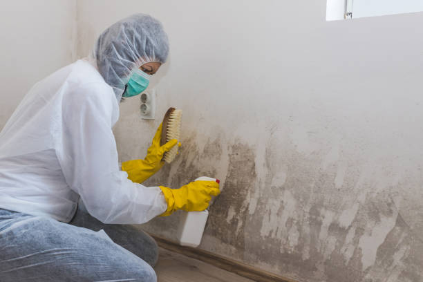 Best Commercial Mold Inspection in Roswell, GA